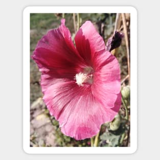 Hollyhock - Alcea rosea Sticker